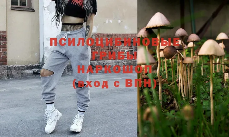 Галлюциногенные грибы Cubensis  ОМГ ОМГ как войти  Шуя 